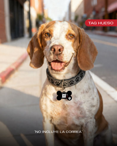 Tag Perro 4